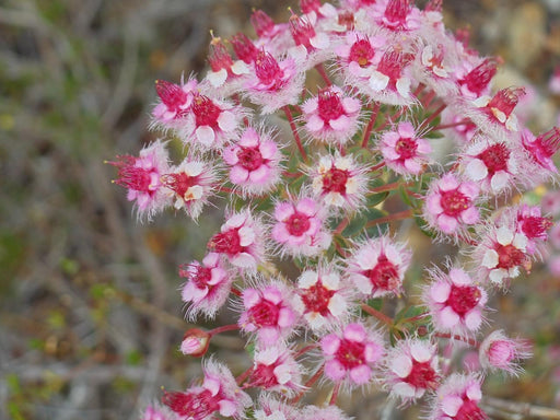 Wonderful Western Wildflowers - We Wander