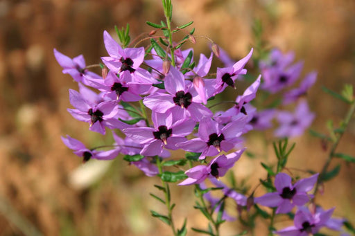 Wonderful Western Wildflowers - We Wander