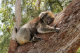 Yanchep National Park & Crystal Cave - We Wander