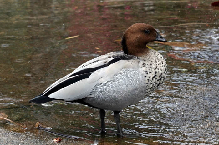 Yanchep National Park & Crystal Cave - We Wander