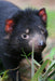 Yarra Valley Wildlife, Wine & Food Day Tour - We Wander