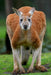Yarra Valley Wildlife, Wine & Food Day Tour - We Wander