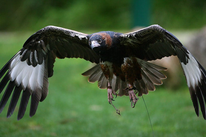 Yarra Valley Wildlife, Wine & Food Day Tour - We Wander