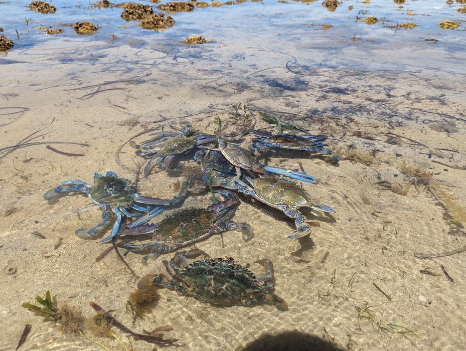 Yorke Peninsula Blue Swimmer Crab Catch N Dine - We Wander